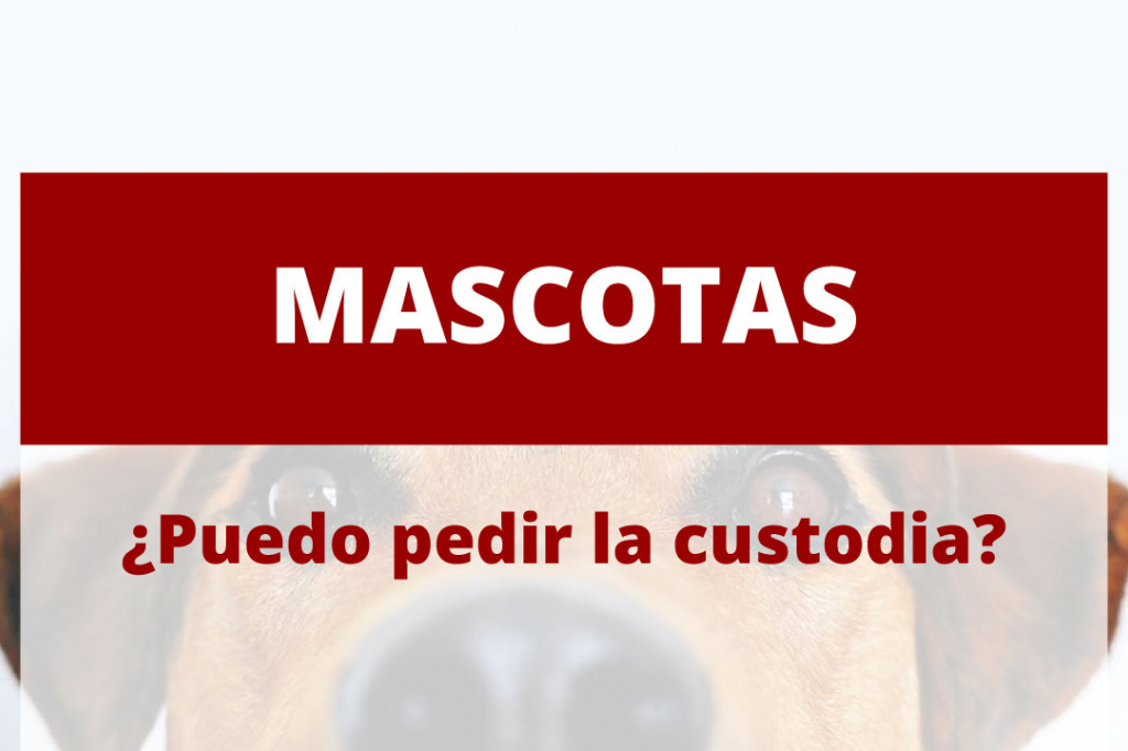 ¿Necesitas un abogado para conseguir la custodia de tu mascota?